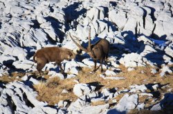 steinbocke kampfend 09